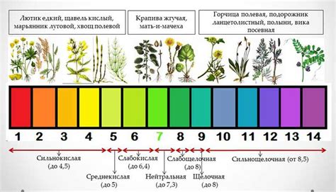 Анализ pH почвы перед раскислением