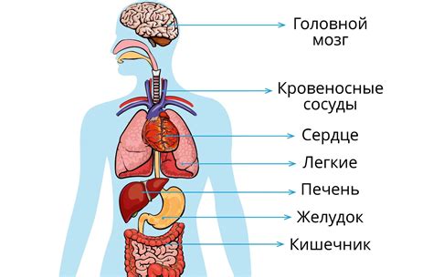 Анатомическая структура лба человека