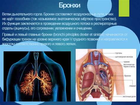 Анатомические и физиологические особенности