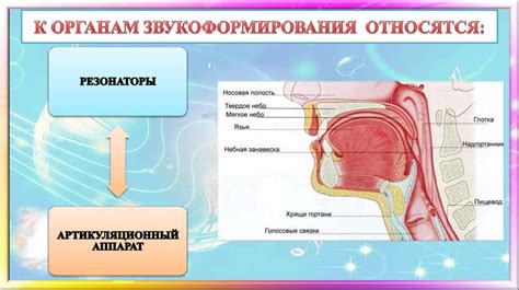 Анатомические основы голосового аппарата