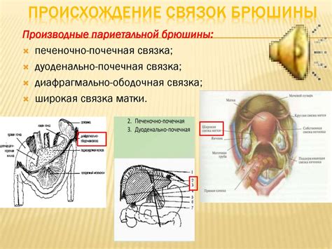 Анатомические особенности, способствующие ловкости