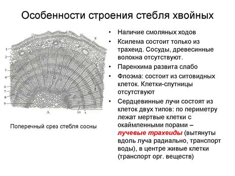 Анатомические особенности ангулачс