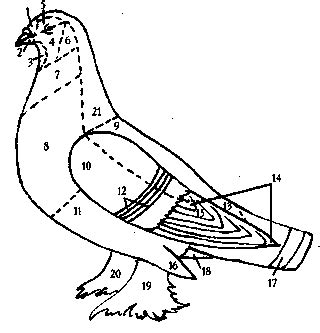 Анатомические особенности голубей