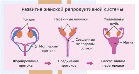 Анатомические особенности женской репродуктивной системы