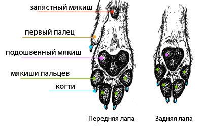 Анатомические особенности задних лап собаки: