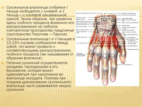 Анатомические особенности льва