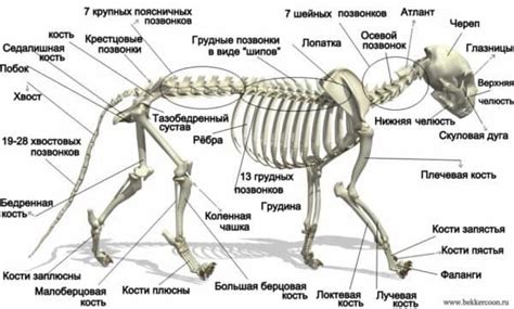 Анатомические особенности маленьких котят