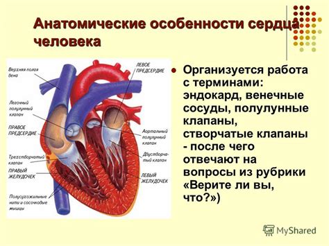 Анатомические особенности мимимишек