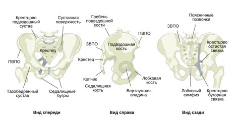 Анатомические особенности мужского таза