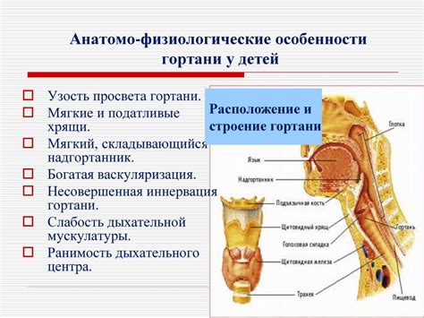 Анатомические особенности носовых сосудов у новорожденных