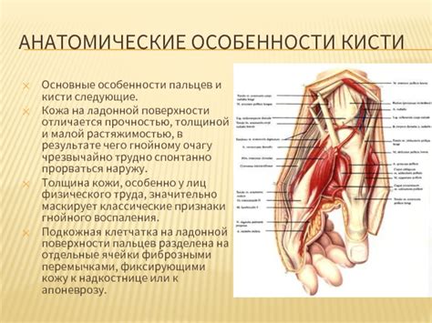 Анатомические особенности пальцев и их роль в сатурации