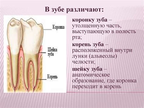 Анатомические особенности подмышек и рта