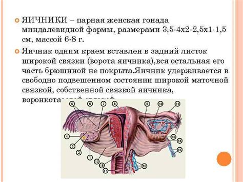 Анатомические особенности половых органов эублефара