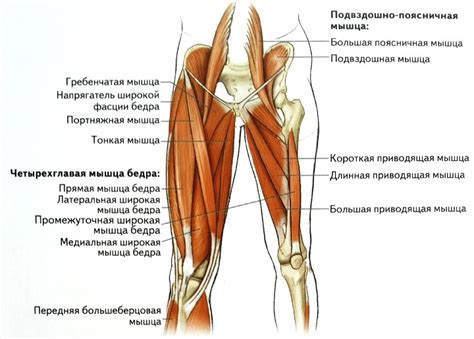 Анатомические особенности правой ноги