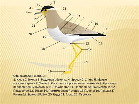 Анатомические особенности птицы