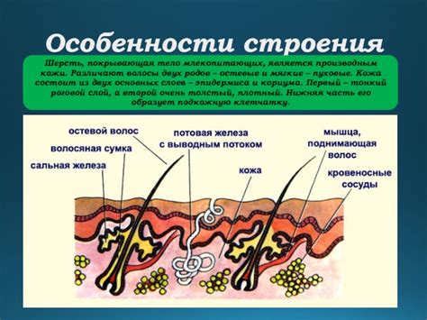 Анатомические особенности родов у млекопитающих