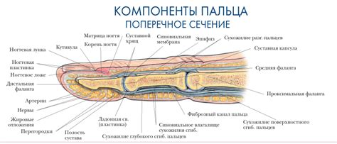 Анатомические особенности среднего пальца