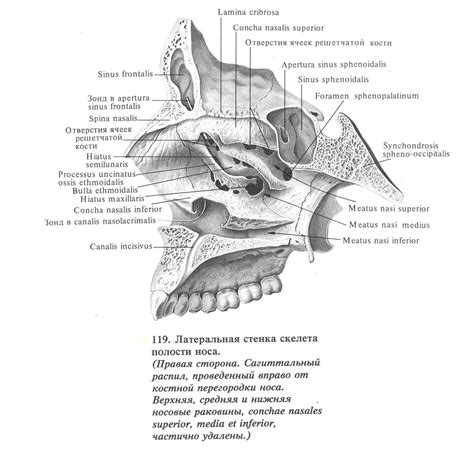 Анатомические особенности структуры носовой полости