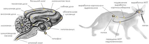 Анатомические особенности ушек