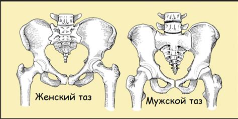 Анатомические различия тазовой области у женщин и мужчин