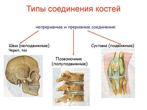 Анатомическое обоснование соединения костей среднего и безымянного пальцев