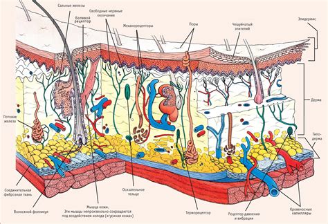 Анатомическое строение кожи