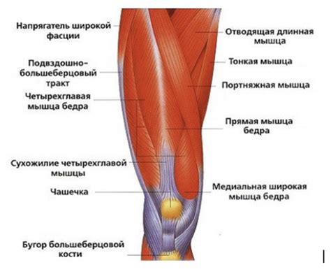 Анатомическое строение колена