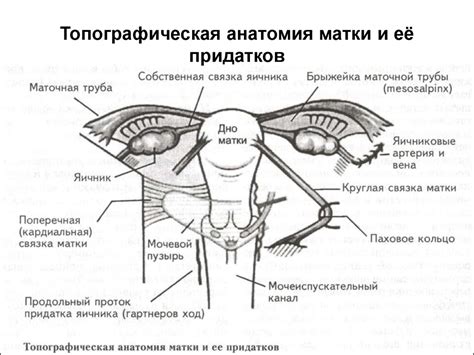 Анатомическое строение половых губ