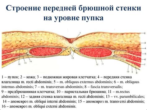 Анатомическое строение пупка и его роль в процессах организма