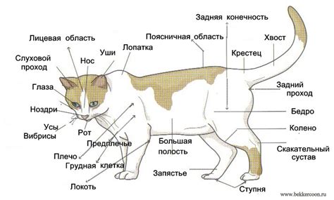 Анатомическое строение хвоста кошки