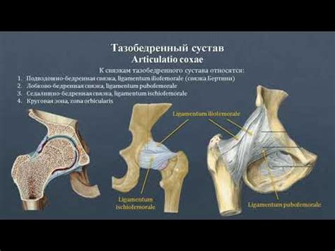 Анатомия бедренного сустава