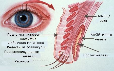 Анатомия век