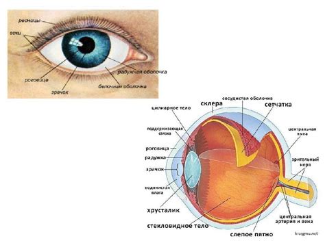 Анатомия глаз: строение и функции