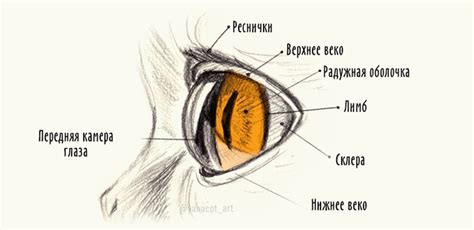 Анатомия глаза кота