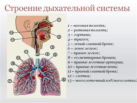 Анатомия дыхательной системы