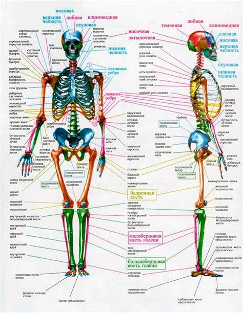 Анатомия и скелетное строение тела