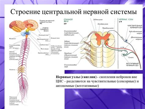 Анатомия и строение нервной системы