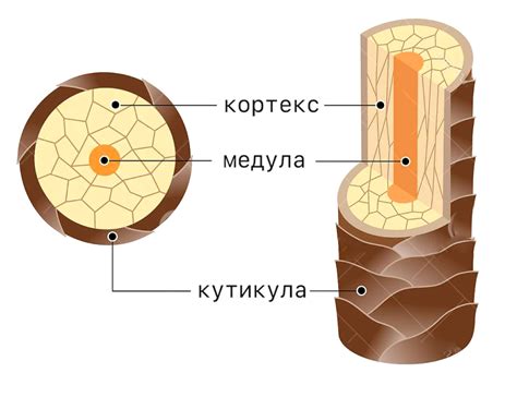 Анатомия и структура волос