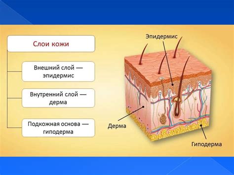 Анатомия и структура кожи и нервной системы