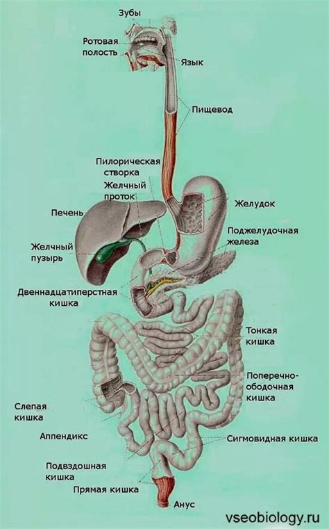 Анатомия и функции желудочно-кишечного тракта