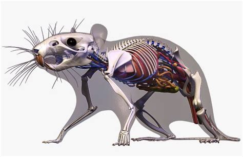 Анатомия крысы и особенности вибрации
