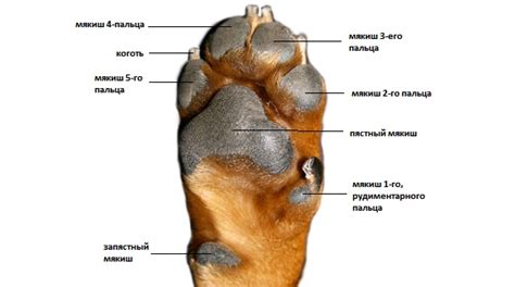 Анатомия лапы собаки