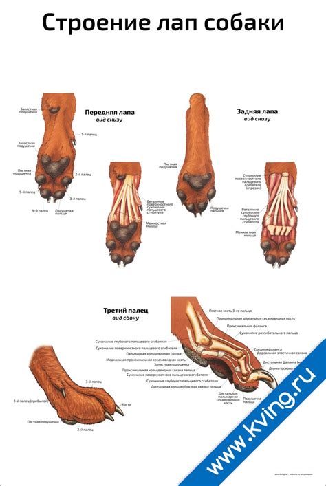 Анатомия лап собаки