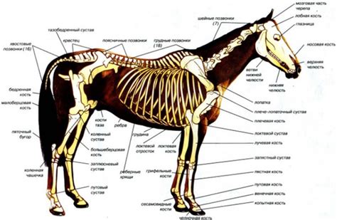 Анатомия лошади