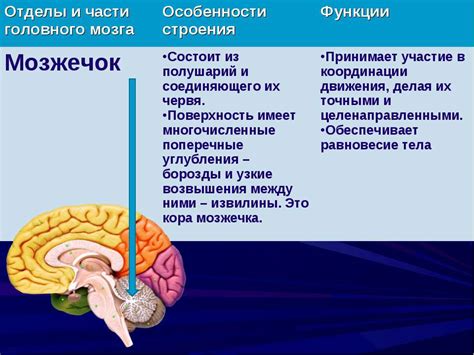 Анатомия мозжечка и его функции