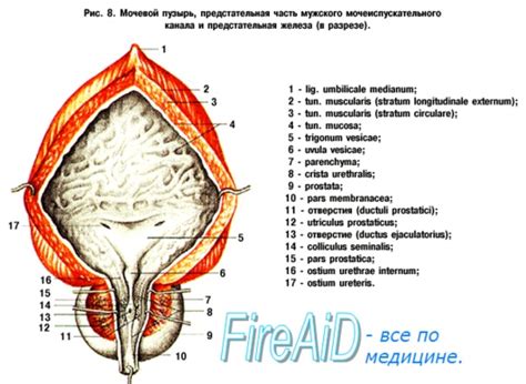 Анатомия мочевого пузыря