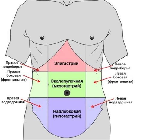 Анатомия нижней части живота