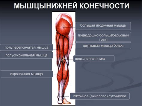 Анатомия ног и их функции