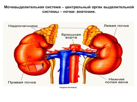 Анатомия органов выделительной системы