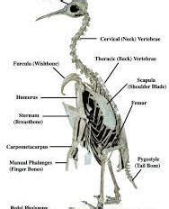 Анатомия пингвина: ключевые особенности структуры